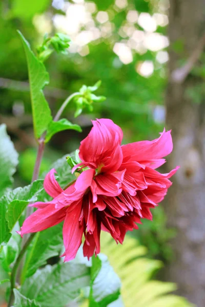 Red Dahlia flower closeup in summer garden — Stock Photo, Image