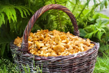 Yabani mantar chanterelles ile hasır sepet