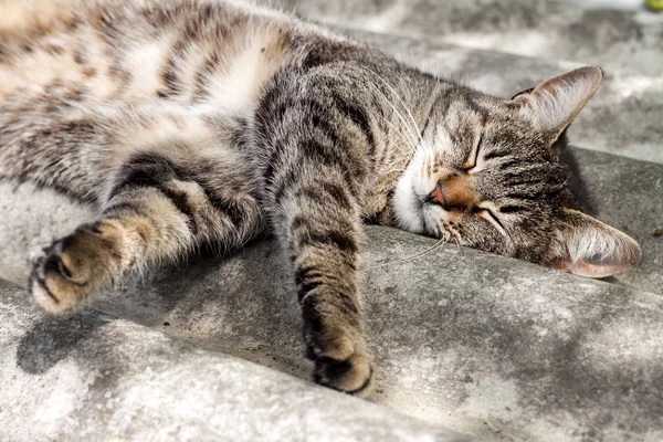 Kočka Tabby ležící na břidlicové střeše a odpočívá — Stock fotografie