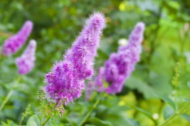 Bahçede çiçekli söğüt-bitki (Spiraea salicifolia) yakın çekim