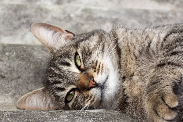 Tabby gato acostado en un techo de pizarra y descansando —  Fotos de Stock