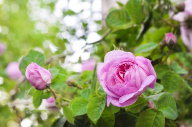 Rosa Centifolia (Rose des Peintres) yeşil bahçe arka plan üzerinde çiçek kapatmak