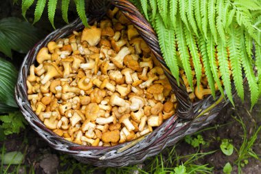 Yabani mantar chanterelles ile hasır sepet