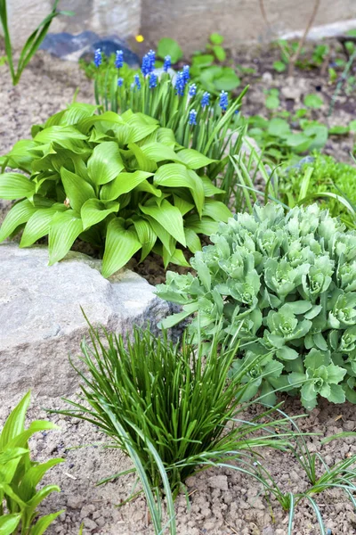 Jóvenes plantas decorativas de Hosta lancifolia, Sedum y Ornithogalum en macizo de flores — Foto de Stock