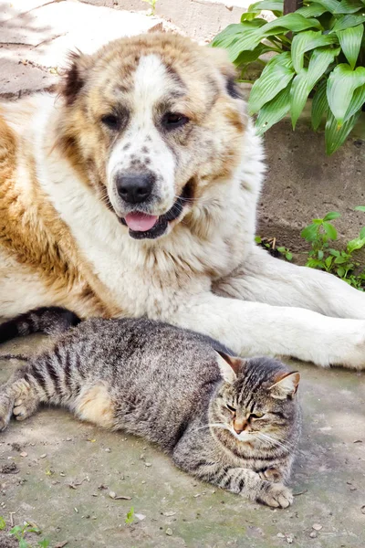 Tabby gato e Alabai cão (Pastor da Ásia Central) deitado no chão — Fotografia de Stock