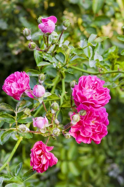 Flowers of climbing roses closeup in sunny summer day — Stock Photo, Image
