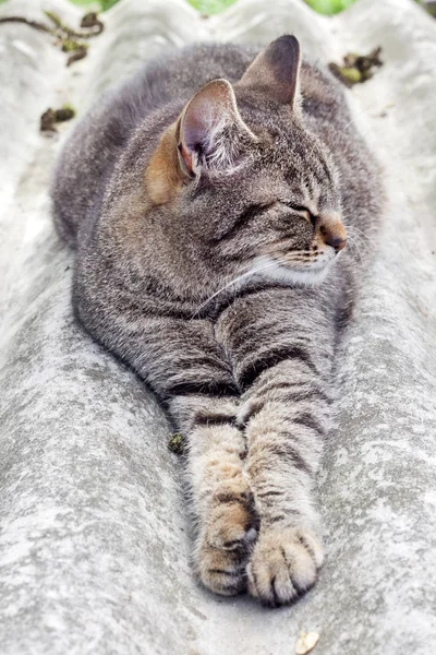 Tabby gato deitado em um telhado de ardósia e descansando — Fotografia de Stock
