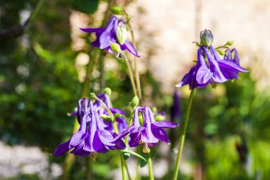 Mor Aquilegia çiçekler güneşli yaz gününde closeup