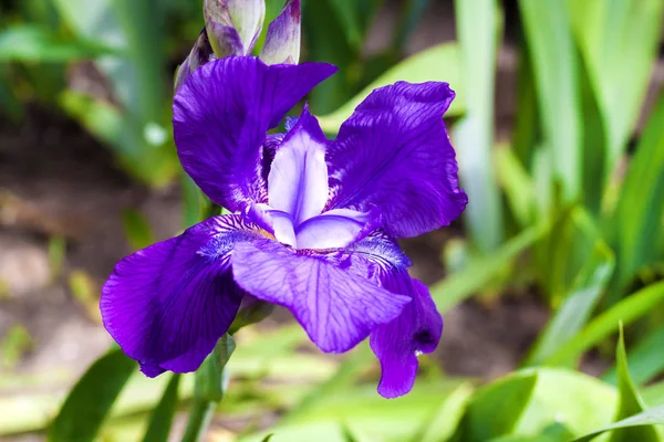 Iris viola fiore primo piano su sfondo verde giardino in giornata di sole — Foto Stock