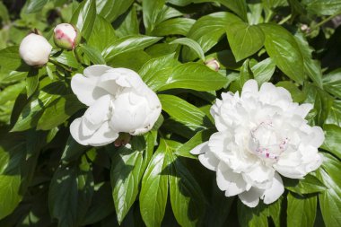 Yeşil bahçe arka planda beyaz şakayık yakın çekim