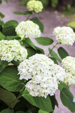 Beyaz Annabelle ortanca arborescens çiçeklenme