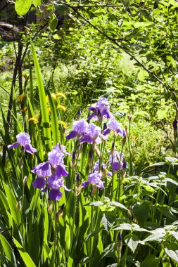 Yeşil bahçe arka planda mor iris çiçekler