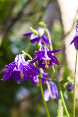Mor Aquilegia çiçekler güneşli yaz gününde closeup