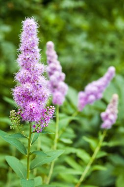 Bahçede çiçekli söğüt-bitki (Spiraea salicifolia) yakın çekim