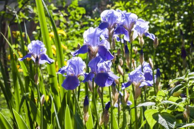 Yeşil bahçe zemin üzerine mavi iris çiçekler