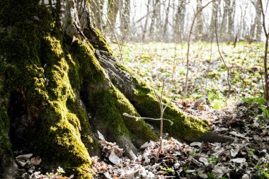 Bahar ormanında yosunla kaplı eski ağacın kökleri