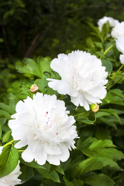 Close-up of white peony on green garden background — Stock Photo, Image