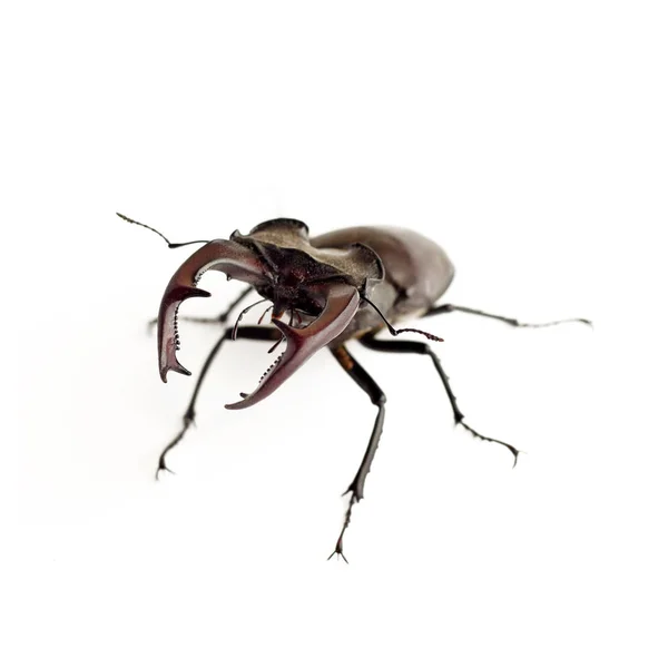 Escarabajo ciervo (Lucanus cervus) primer plano aislado sobre fondo blanco — Foto de Stock