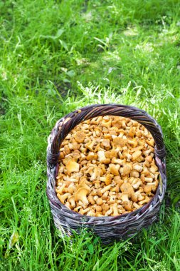 Hasır sepet yeşil çim zemin üzerine chanterelles yabani mantar ile