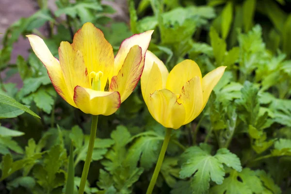 两个黄色郁金香特写在绿色花园背景 — 图库照片