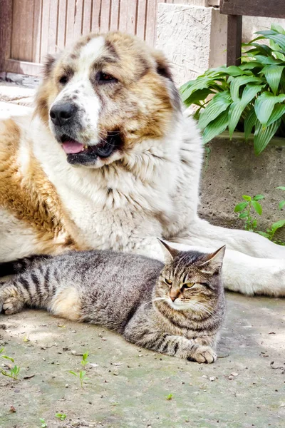 Tabby cat and Alabai dog (Central Asian Shepherd) berbaring di tanah — Stok Foto