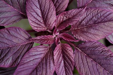 Kırmızı mor (Amaranthus cruentus) portre