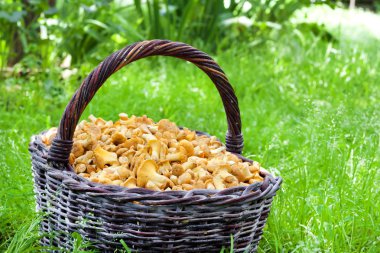 Hasır sepet yeşil çim zemin üzerine chanterelles yabani mantar ile