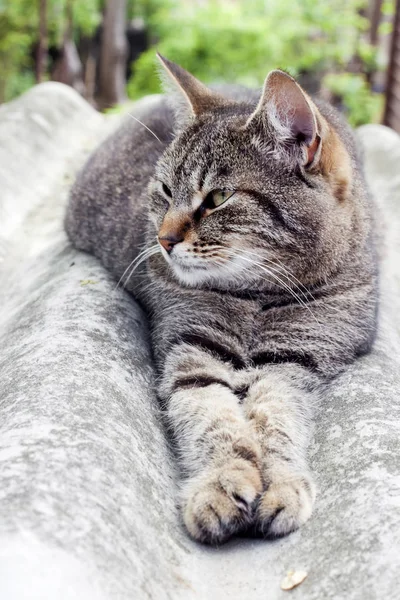 Tabby gato deitado em um telhado de ardósia e descansando — Fotografia de Stock