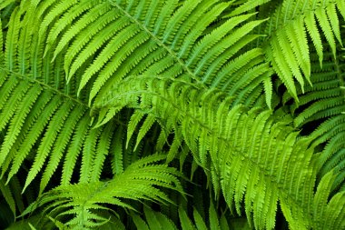 Güzel yeşil eğrelti doğal arka plan yaprakları