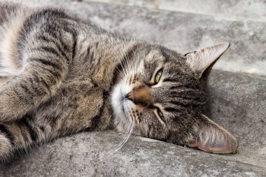 Tabby kedi bir Arduvaz çatı üzerinde yatıyor ve istirahat
