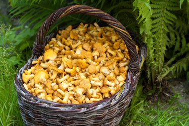 Yabani mantar chanterelles ile hasır sepet 