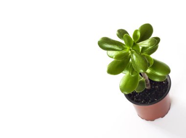 Crassula ovata beyaz arka plan üzerinde izole bir saksı