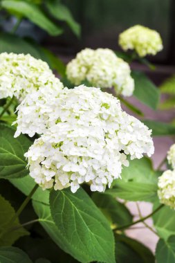 Beyaz Annabelle ortanca arborescens çiçeklenme