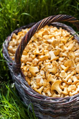 Hasır sepet yeşil çim zemin üzerine chanterelles yabani mantar ile