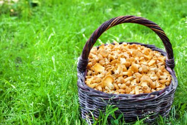 Hasır sepet yeşil çim zemin üzerine chanterelles yabani mantar ile