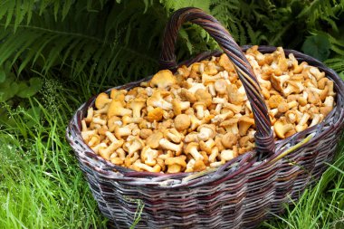 Yabani mantar chanterelles ile hasır sepet