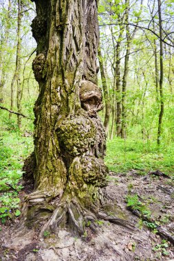 Bahar gününde meşe ağacı gövde üzerinde Burls