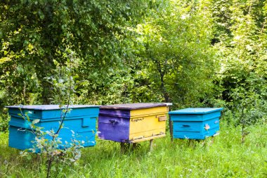 Bir yaz bahçesinde Apiary içinde kovanları