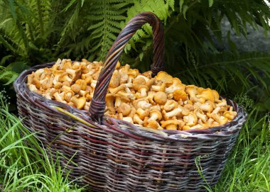 Yabani mantar chanterelles ile hasır sepet 