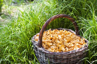 Çim arka planda vahşi mantar chanterelles ile hasır sepeti