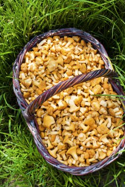 Hasır sepet yeşil çim zemin üzerine chanterelles yabani mantar ile