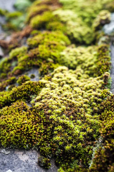 Fechar-se do telhado de ardósia velho coberto com musgo verde — Fotografia de Stock