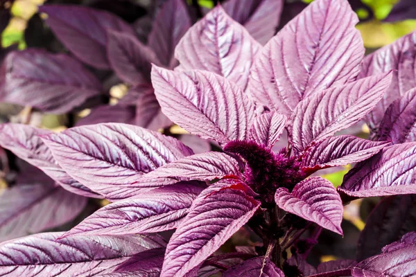 Unga röda Amaranth (Amaranthus cruentus) blomställning närbild — Stockfoto