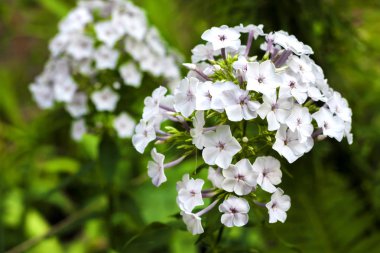 Yeşil yeşillik arka planda Beyaz Bahçe Phlox kapatmak