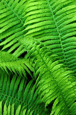 Güzel yeşil eğrelti doğal arka plan yaprakları