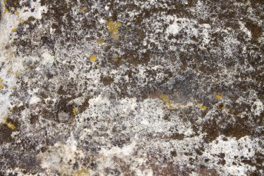 Liken ile taş yüzey. Doğal doku