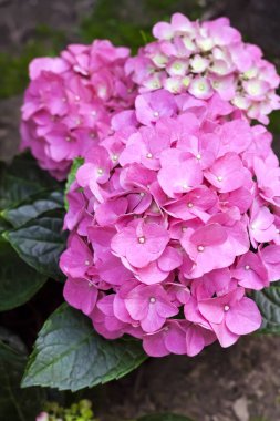 Pembe Hydrangea macrophylla (Bigleaf Hidangea) çiçeklenme çekim