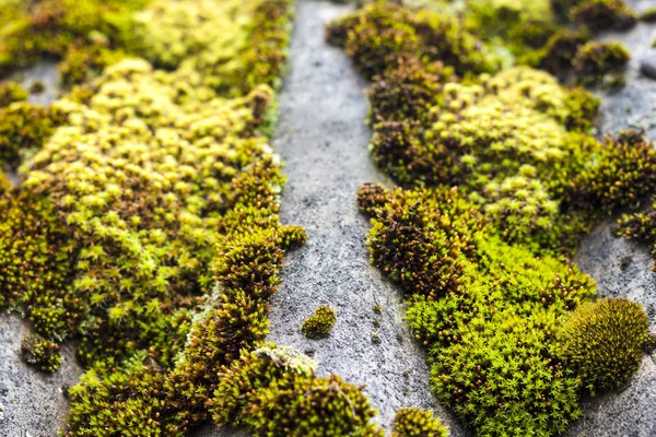Fechar-se do telhado de ardósia velho coberto com musgo verde após a chuva — Fotografia de Stock