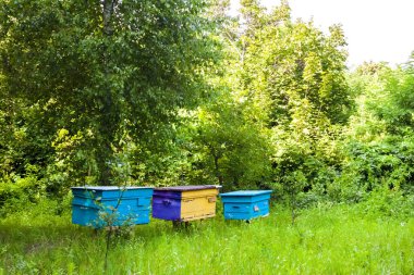 Bir yaz bahçesinde Apiary renkli kovanları