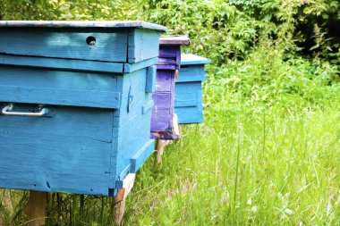 Bir yaz bahçesinde Apiary renkli kovanları
